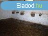 Elad Egyb mezgazdasgi ingatlan Bkscsaba