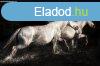 veg Falikp 80x120 cm, fekete-fehr lk - LES CHEVAUX - But