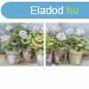 Kp DKD Home Decor 80 x 3,5 x 80 cm Virgcserp Cottage (2 e