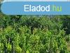 Sgvri zrtkert elad