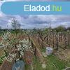 Monor zrtkerti rszn 2 prshz 1734 m2 szl terl