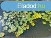 Elad telek Szigetcsp, 	Dunapart utca
