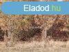Gyomaendrdn 21 hektr tlgyerd elad