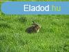9 HA rt elad Fonydtl 13 Km-re! - reglak
