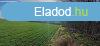 Elad sznt Toponron! - Kaposvr