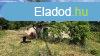 3245m2 zrkert gazdasgi plettel elad Vrpalotn - Vrpal