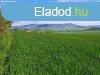 Kivl helyen - elad SZNT MINDSZENTKLLN - Mindszentkll