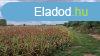 Srospatak mellett alkalmi ron elad egy szntfld, llatt