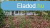 Srospatak mellett alkalmi ron elad egy szntfld, llatt
