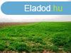 Mezgazdasgi fldterlet elad - Szkesfehrvr