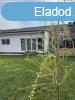 Elad 140 nm-es Feljtott Csaldi hz Szombathely