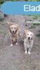 Golden Retriever kiskutyk eladk, foglalhatk
