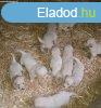 Golden Retriever kiskutyk eladk, foglalhatk