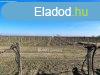 Elad 58629 nm-es Feljtand ptsi telek Csengd tanya 