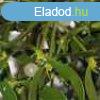Herbatrend Fehr Fagyngy Filteres Tea 20 filter