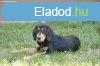 Erdlyi kop klyk elad