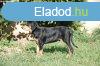 Erdlyi kop klyk elad