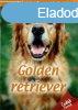 Hzi kedvenceink 2. - Golden retriever