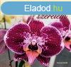 Orchidea s szerelem