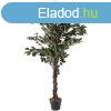 XXX leth csng ficus mfa 120 cm