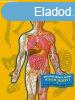 The Human Body Book - With 4 Acetate Body Charts - Bargain P