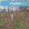 ptsi telek BALATONSZABADIBAN ELAD! - Balatonszabadi