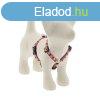 Lupine Roman hm (Spring Blush 1,25 cm szles 23-35 cm)